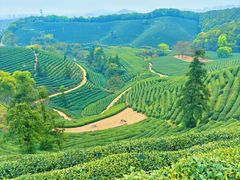 -龙坞茶村