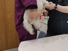 -关爱宠物医院·猫科中心·消化科(滨湖万达分院)