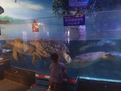 -烟台海昌鲸鲨海洋公园