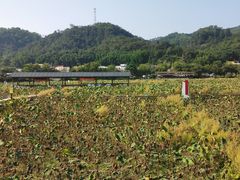 -红山村