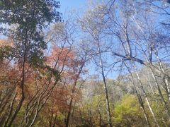 -茅兰沟国家森林公园