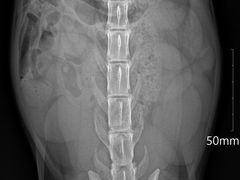 -艾贝尔宠物诊疗