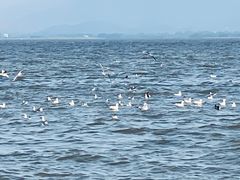 -深圳湾公园(南山区)