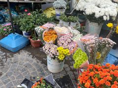 -曲阳花鸟市场(曲阳路店)