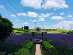-紫颐香薰山谷景区