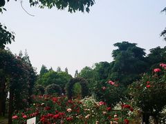 -上海滨江森林公园