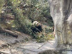 -都江堰中华大熊猫苑