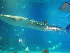 -烟台海昌鲸鲨海洋公园