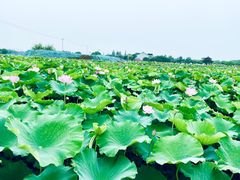 -梁鸿国家湿地公园