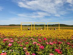 -莲花山花海