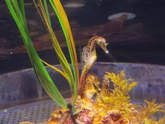 -香港海洋公园