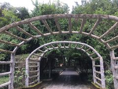 -瑞丽独树成林风景区