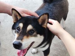 -柴犬高等学院·狗咖·柴犬售卖·宠物训练