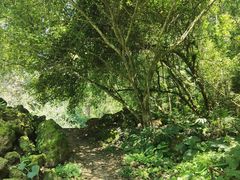 -莫里热带雨林景区