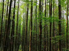 -山王坪喀斯特国家生态公园