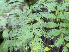 -青峰峡国家森林公园