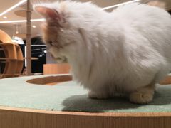 -CAT’S MEWSTAR CAFE·喵星球猫屋(晴湾咖啡店)