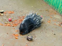 -石家庄市动物园