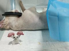 -荔康动物医院(康王北路店)