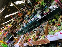 -曲阳花鸟市场(曲阳路店)