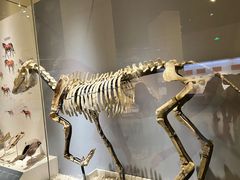 -国家自然博物馆