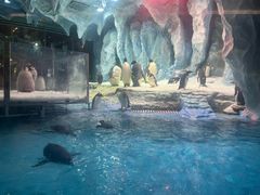 -帝企鹅自助餐厅•儿童岛•真企鹅(长隆企鹅酒店)