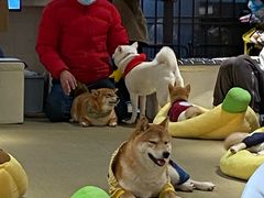 -逗柴咖啡屋·狗咖猫咖宠物桌游