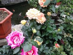 -顺德了能馆(虎门店)