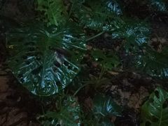 景点-天门沟九州驿站树上汤泉