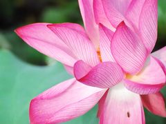 -福建鲤鱼洲酒店