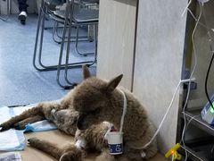 -天津前进宠物医院(前进道店)