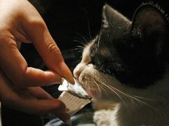 猫-爪哇空气酒吧