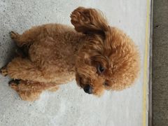 android_upload_pic-中农大我爱我爱24h动物医院·中医针灸·猫专科·骨科医疗中心(双井店)