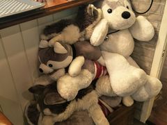 -TrueLove @ Neverland (Husky Cafe)