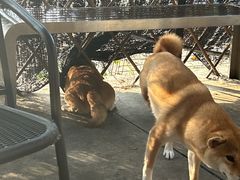 -柴犬高等学院·狗咖·柴犬售卖·宠物训练