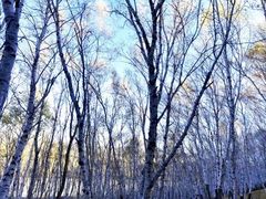 -塞罕坝国家级自然保护区