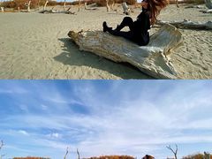 -金塔沙漠胡杨林景区