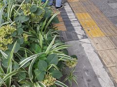 -陈多多·豆腐奶茶(草市街店)