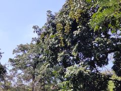 -广州兰圃