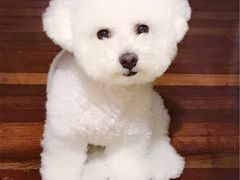 -PETKIT小佩宠物(古北店)