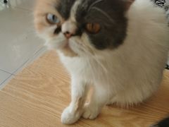 -平行世界·猫咖(首经贸店)