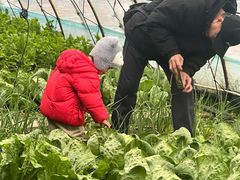 -大自然农场蔬菜草莓采摘园