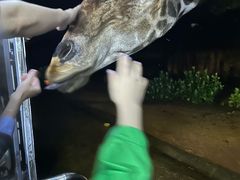 -清迈夜间动物园