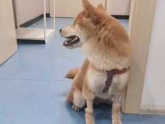 -瑞鹏宠物医院·爱宠堂·骨外专科(西荷分院)