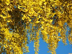 -三里屯东五街银杏大道