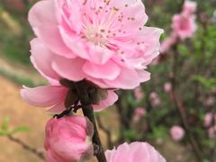 -南国桃园旅游度假区