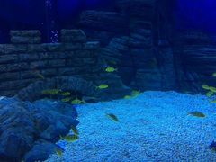 -烟台海昌鲸鲨海洋公园