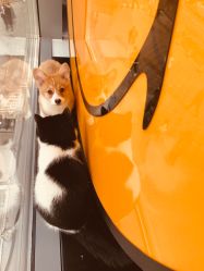 大堂-针武堂刺青