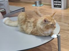 -MOCHA明星猫咖(田子坊店)