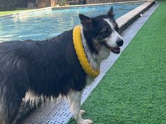 -汪说喵讲宠物乐园宠物酒店(红星美凯龙店)